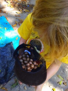 We were quite taken by these beautiful mahogany tree seeds, so we collected lots!